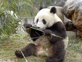 旅美大熊貓樂樂離世，丫丫皮包骨，我們離“動物友好型”社會還有多遠？